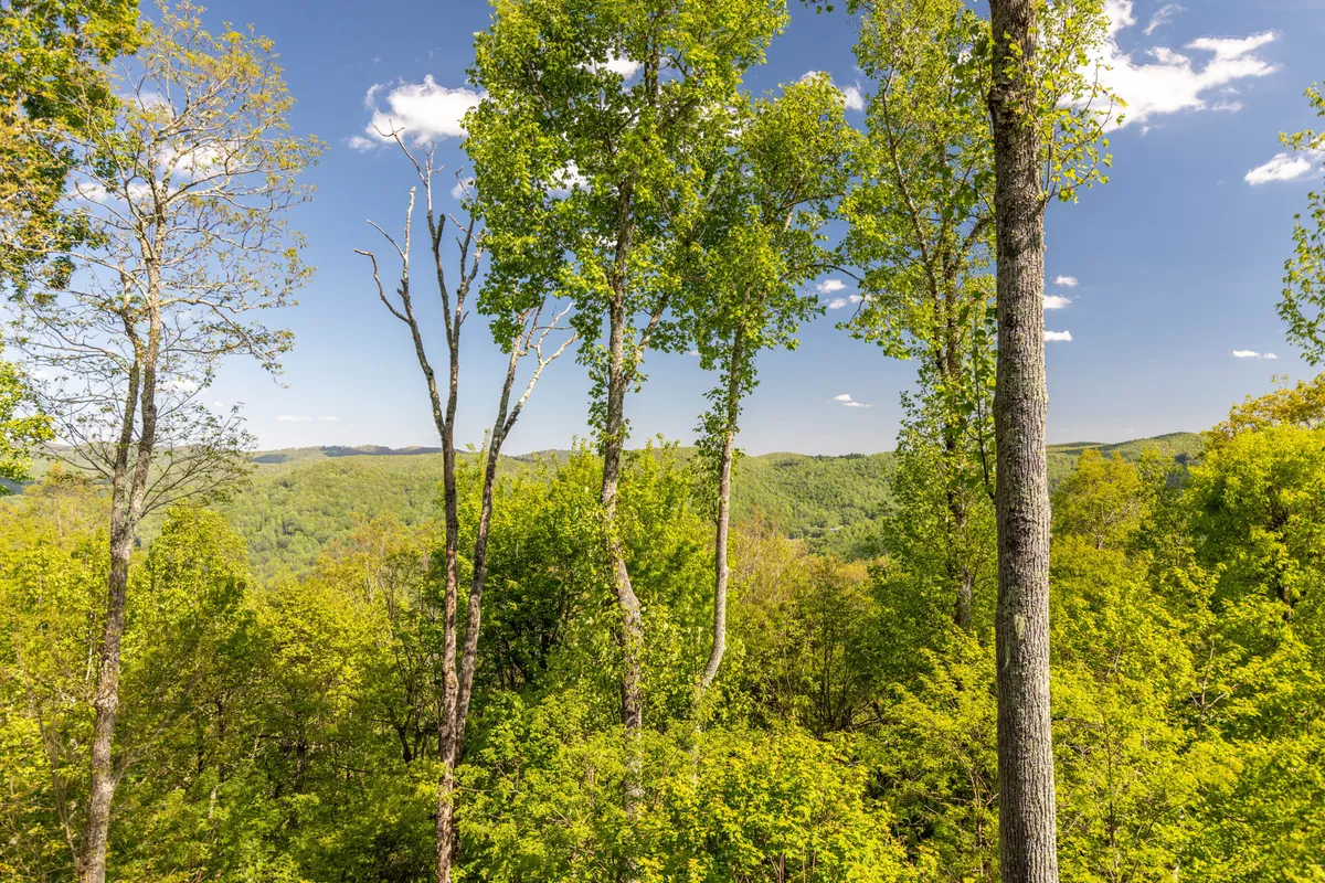 A view of tall trees, lush greenery, and distant rolling hills evokes a sense of tranquility and immersion in nature. The perspective hints at hiking or bird-watching, immersing viewers in the natural setting surrounding the community.